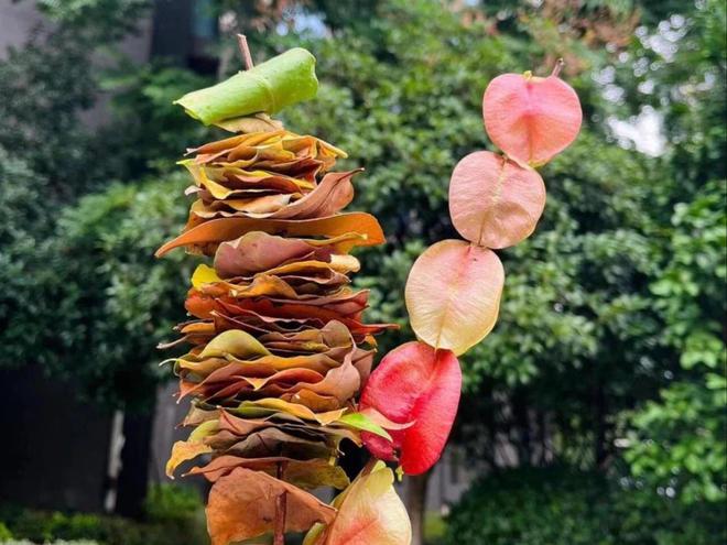 拥有女王智慧月嫂的母婴护理新体验(图2)