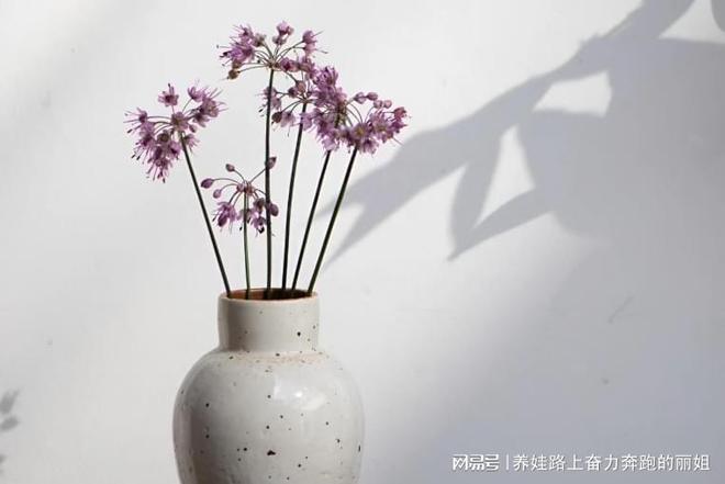 九游娱乐文化：揭秘女王智慧月嫂的家庭生活秘密(图1)