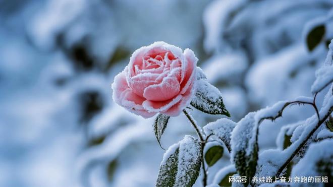 九游娱乐文化：揭秘女王智慧月嫂的家庭生活秘密(图2)