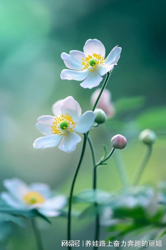 九游娱乐：女王智慧育婴师告诉你如何掌握科学育儿知识(图1)