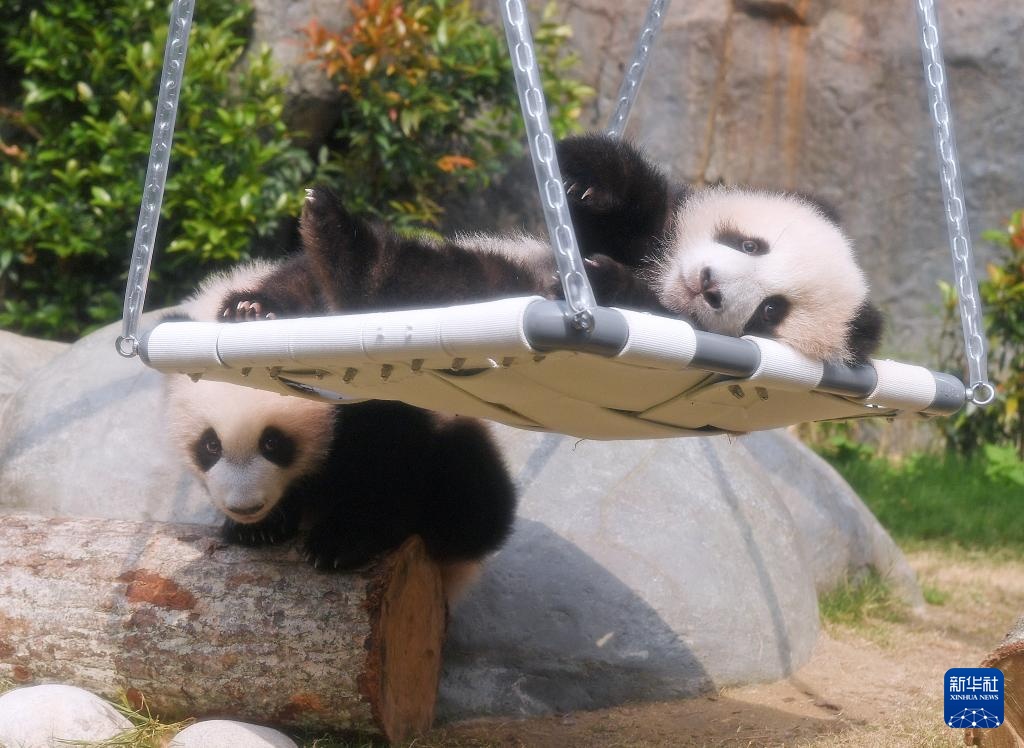 九游娱乐：香港为首对龙凤胎大熊猫宝宝举行亮相仪式(图2)