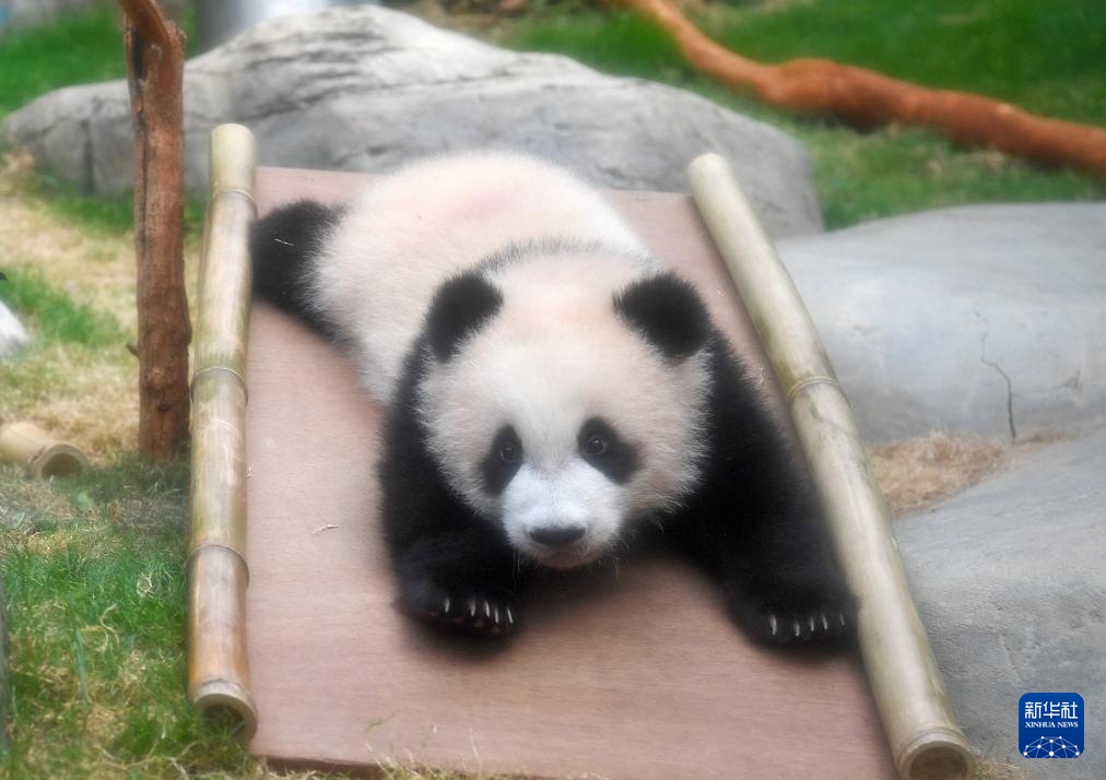 九游娱乐：香港为首对龙凤胎大熊猫宝宝举行亮相仪式(图4)