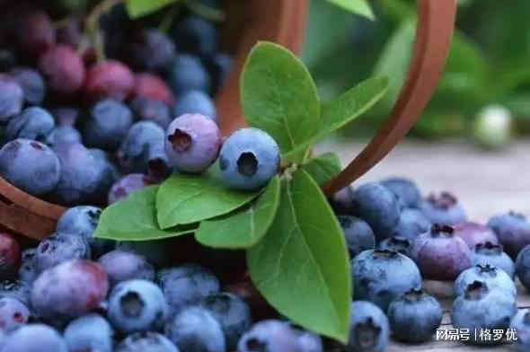 九游娱乐：孕晚期缺铁性贫血对母婴健康影响大补铁很重要！(图4)