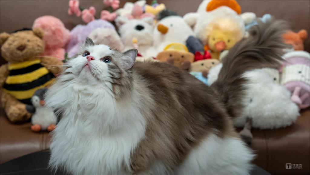 马斯洛的需求金字塔成了中国人富养猫狗的坐标系(图2)