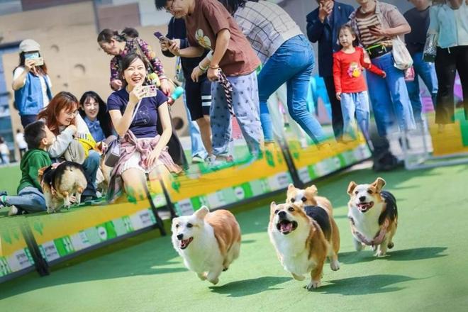 孕婴童产业博览会毛孩子超萌暴击！萌宠嘉年华等你来“沦陷”(图5)