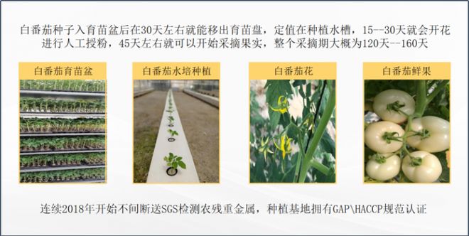 纯净之源科技赋能雅至优品“白番茄之恋”种植密码与产地优势(图1)