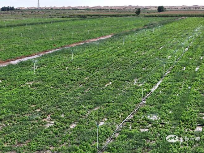 筑牢健康防线赋能产业发展——民勤县卫生健康事业2025年上半年交出亮眼答卷(图5)