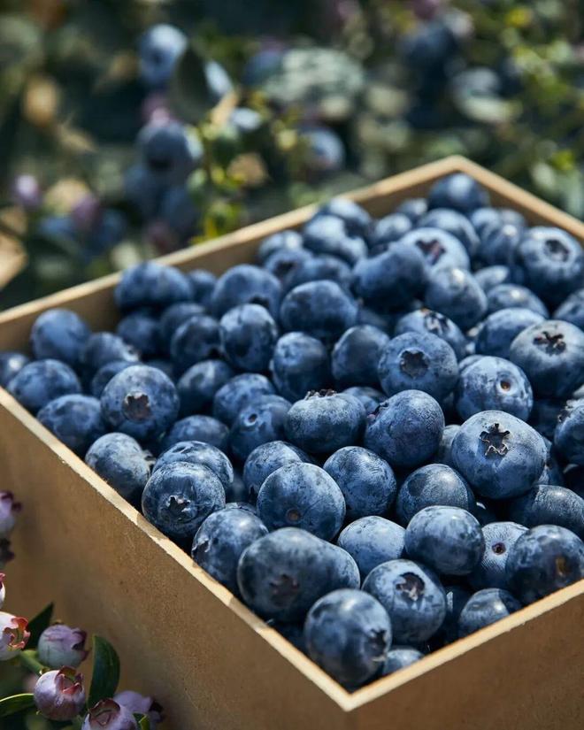 健身人爱吃的蓝莓和小番茄一年做出30亿生意(图7)