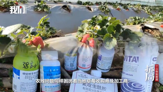 九游娱乐:新闻8点见丨冻干草莓的“双重陷阱”;直播间金银白菜价骗局调查(图2)